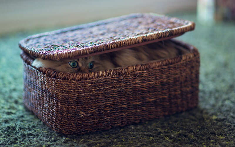 Cat in Woven Basket — Brown