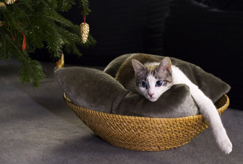 Cat in Woven Basket