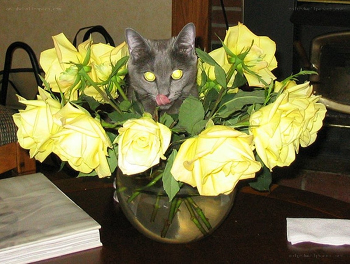 cat in yellow roses
