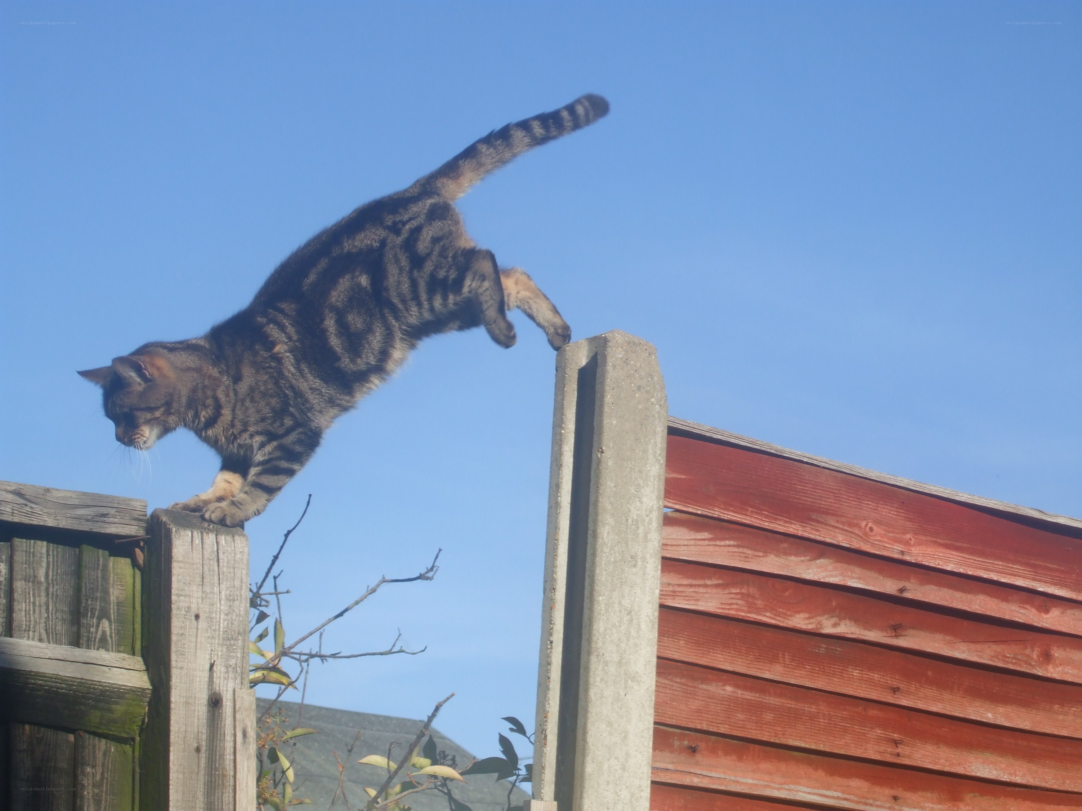 cat jumping between fences