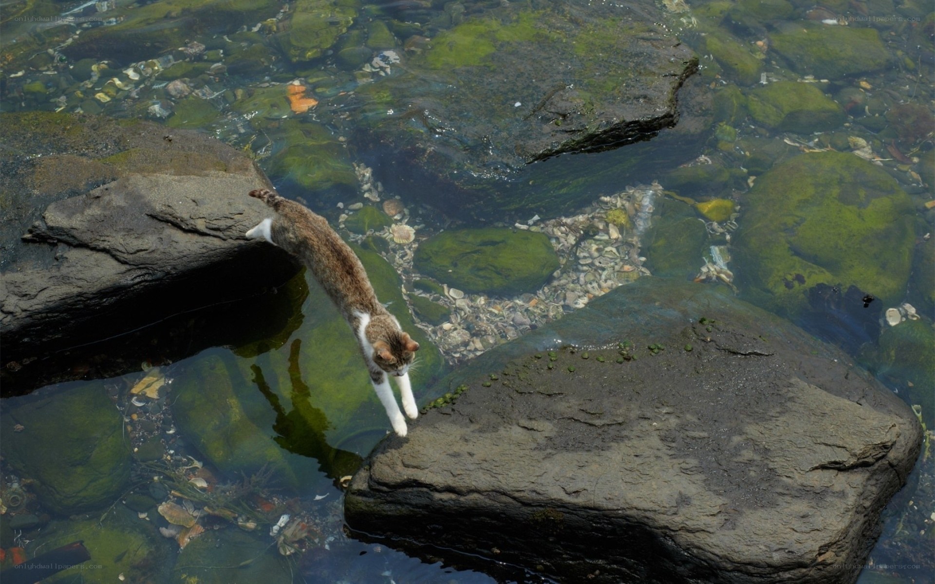 cat jumping between rocks