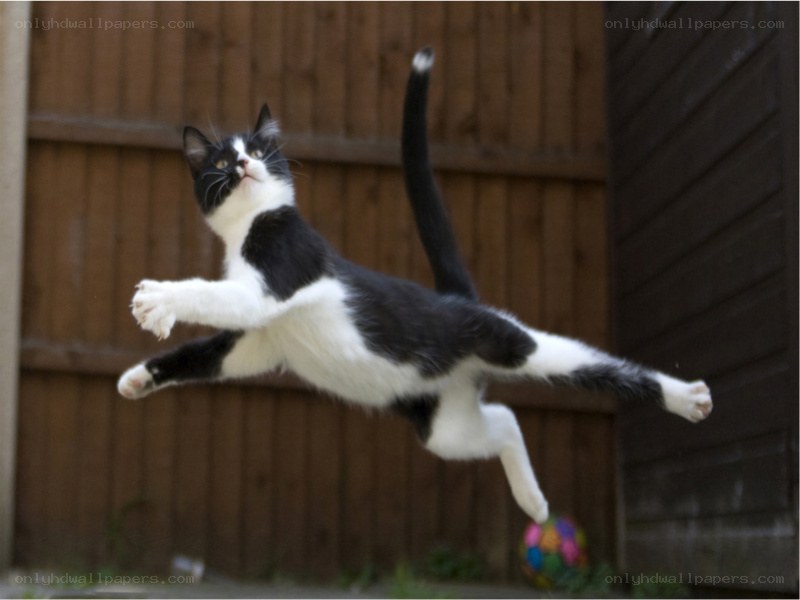 cat jumping for ball