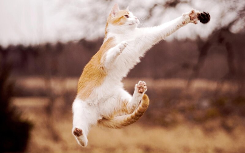 cat jumping for toy