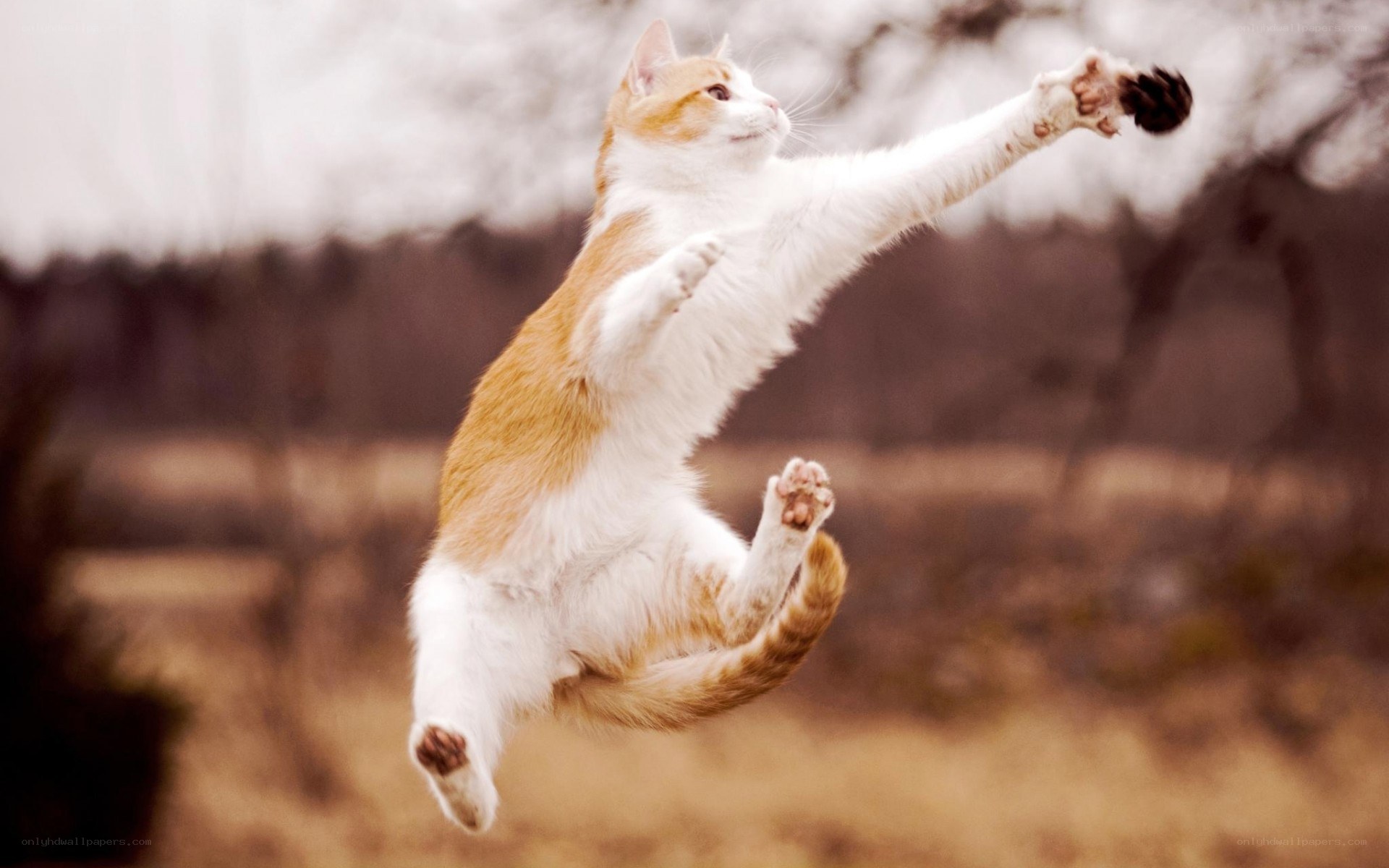 cat jumping for toy