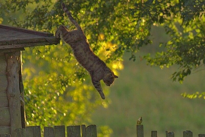 cat jumping from roof