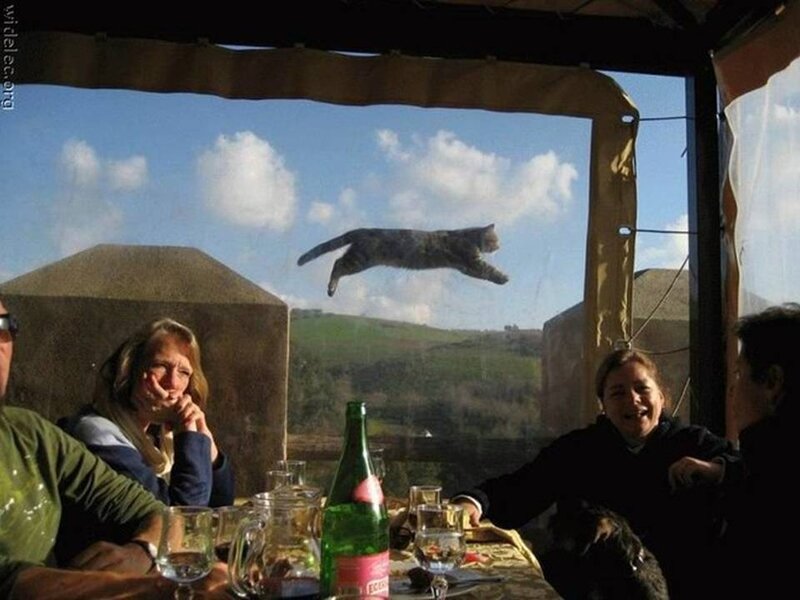 Cat Jumping in Air