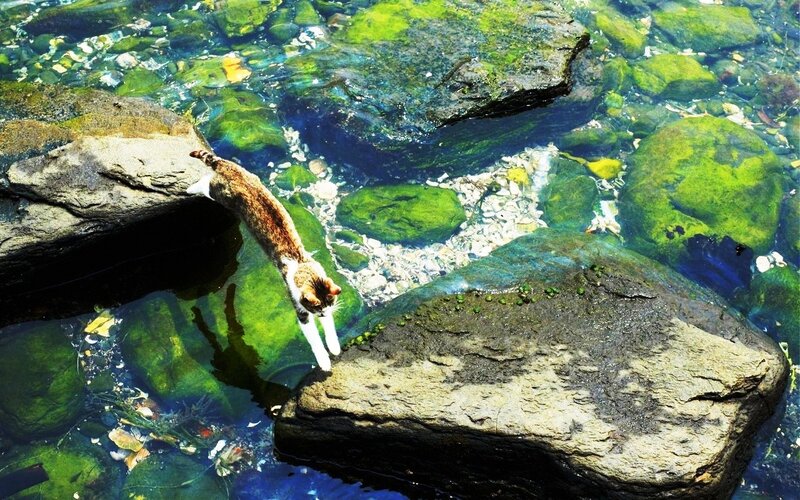 Cat Jumping into Water