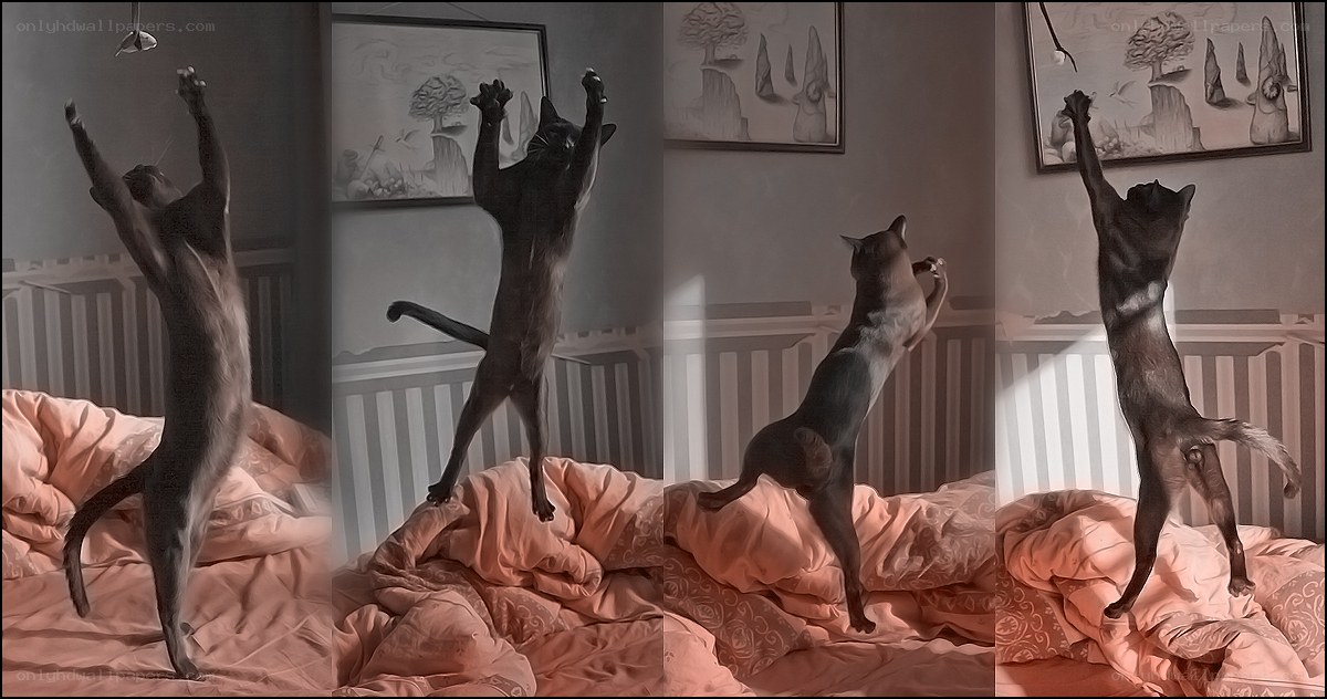 cat jumping on bed