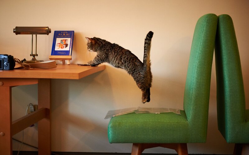 cat jumping on desk
