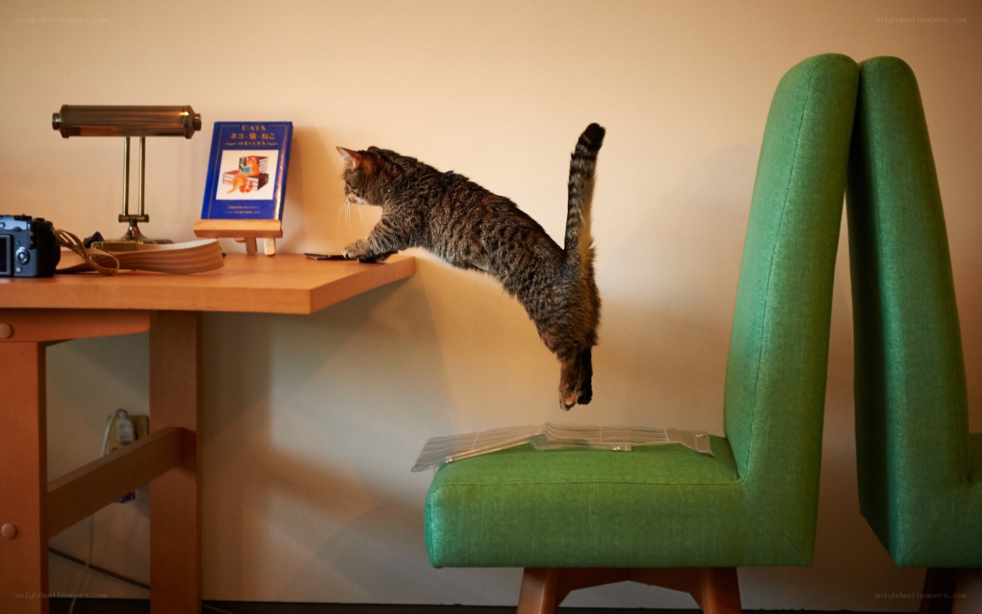 cat jumping on desk