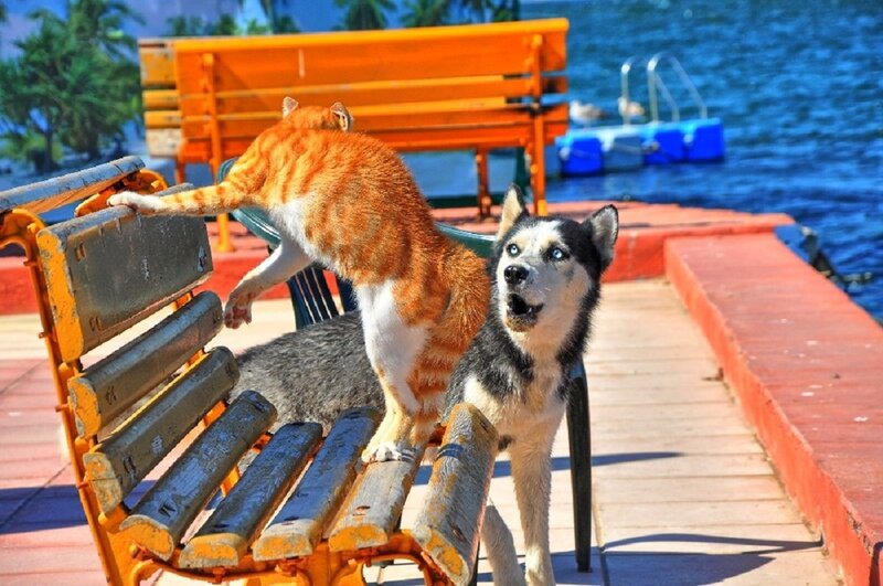 Cat Jumping over Dog