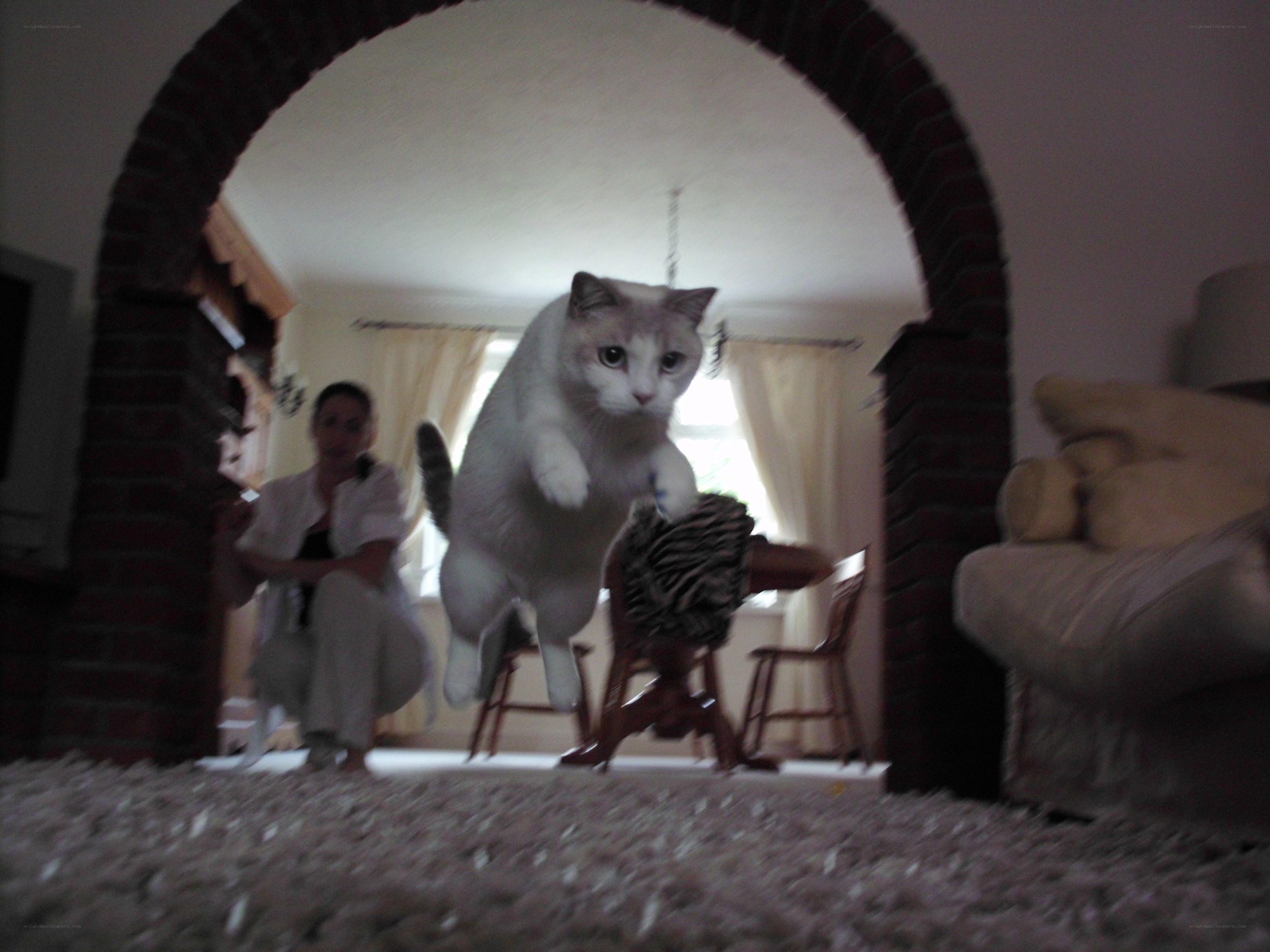 cat jumping through archway