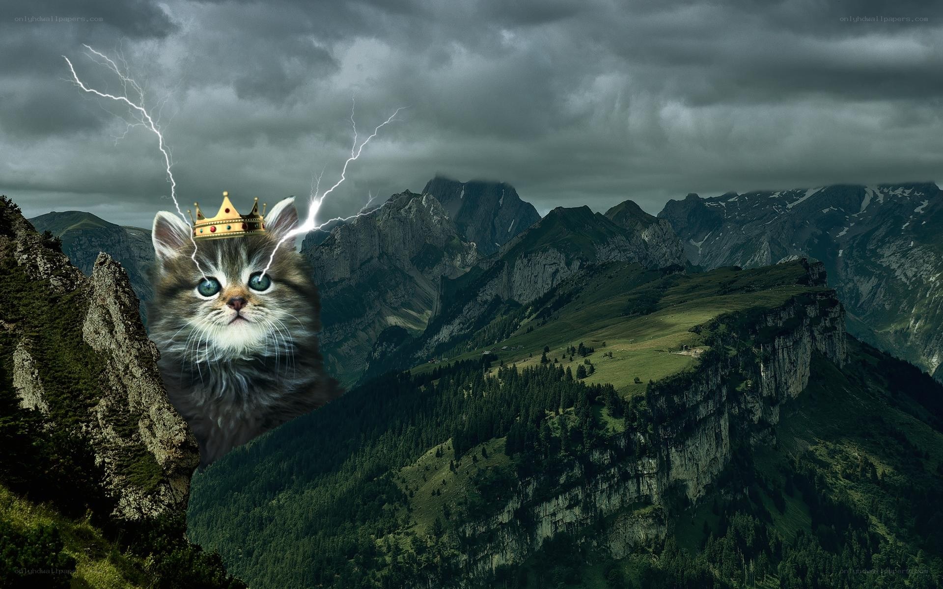 cat king in stormy mountains