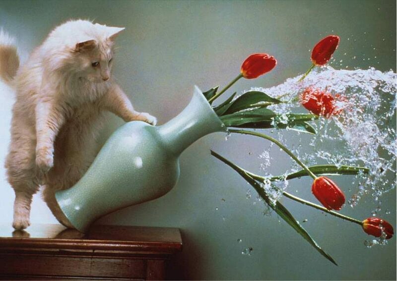 cat knocks over vase