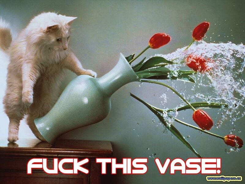 cat knocks over vase