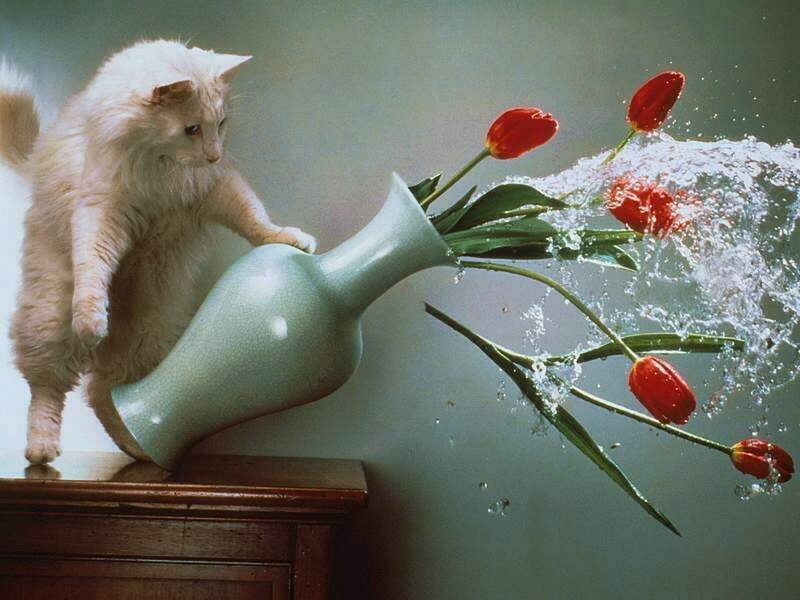 Cat knocks over vase with flowers