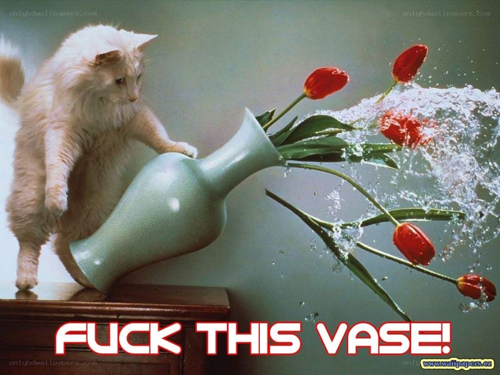 cat knocks over vase