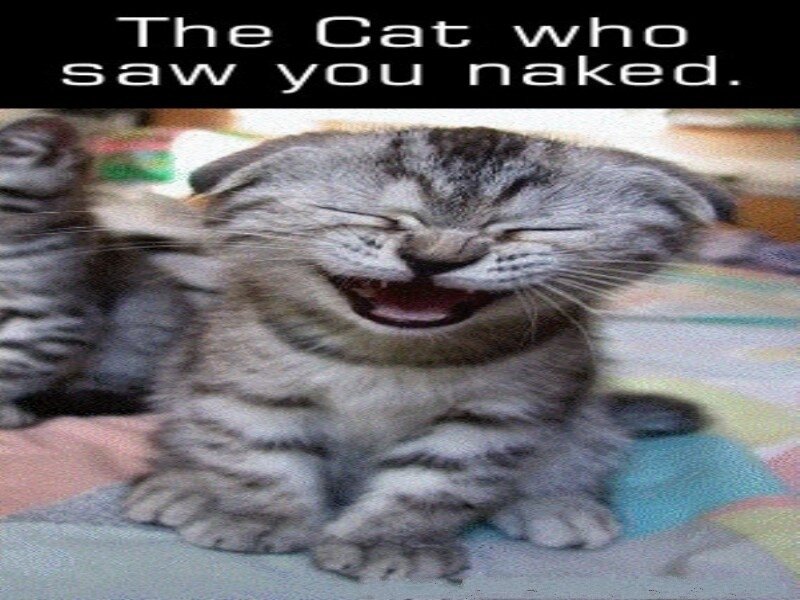 cat laughing meme