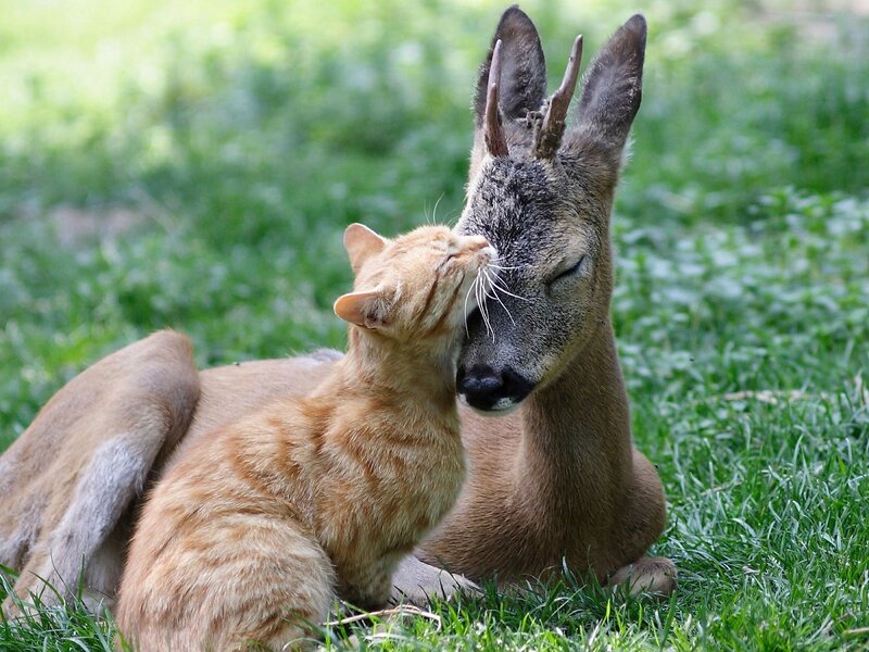 Cat Licking Deer