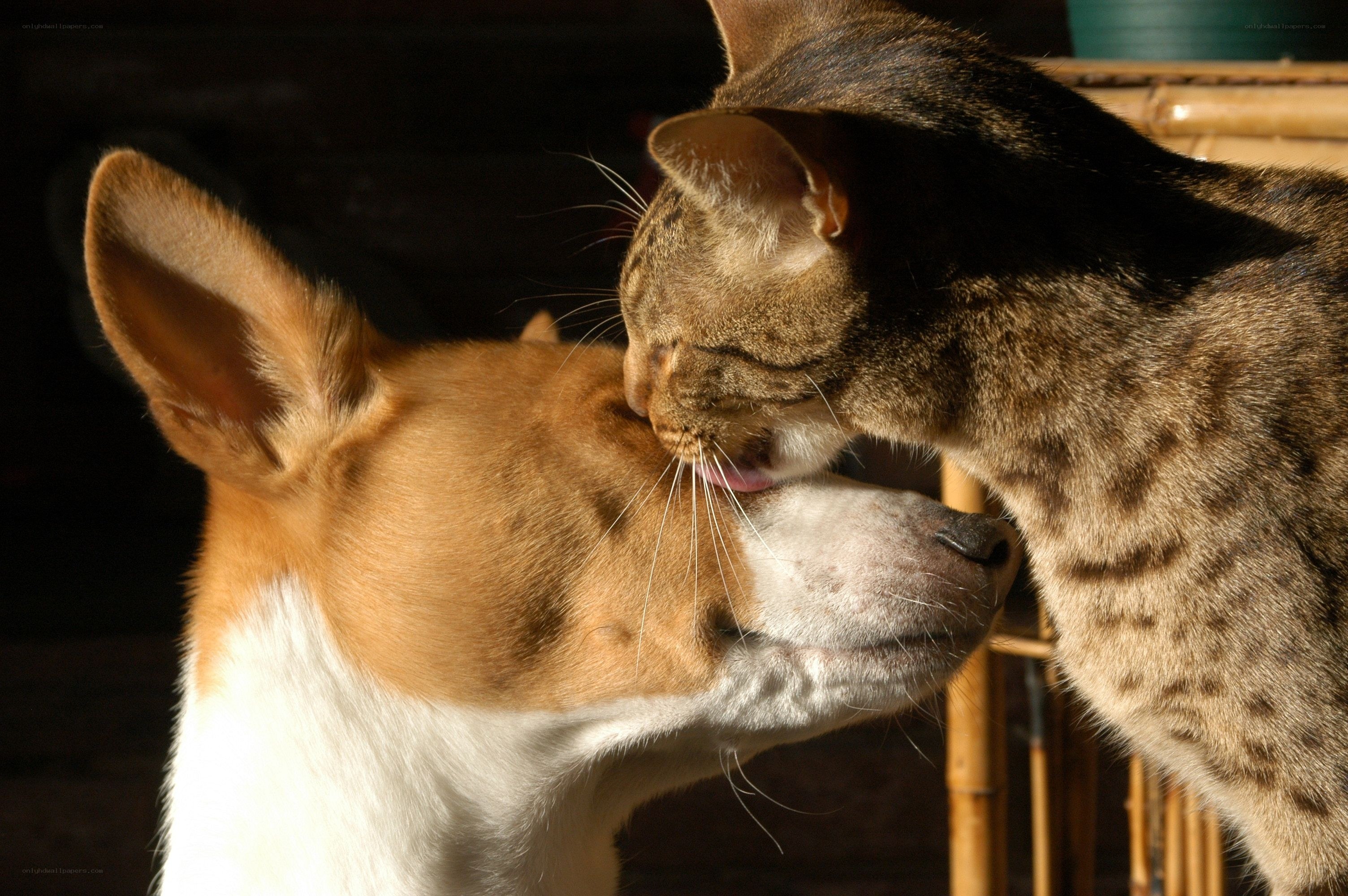 cat licking dog's face