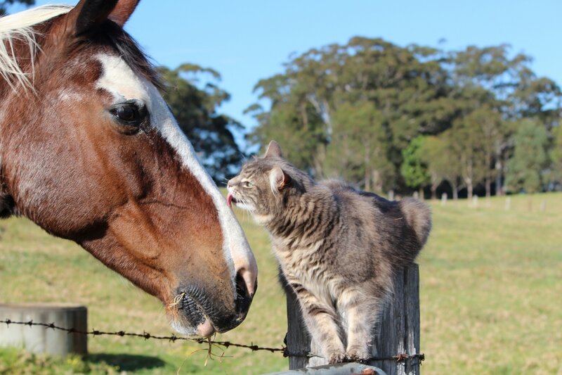 Cat Licking Horse Nose
