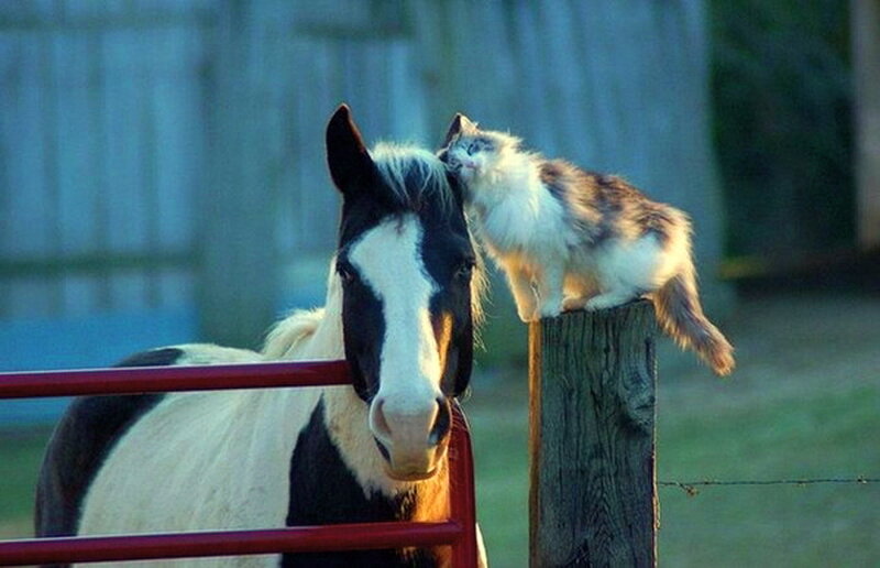 Cat Licking Horse