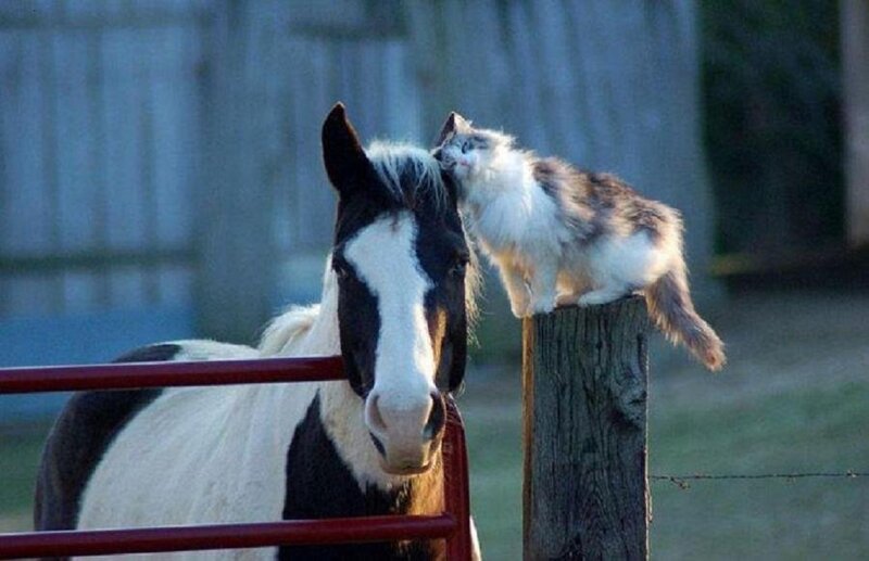Cat Licking Horse — White, Calm