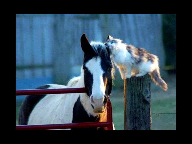 Cat Licking Horse — White