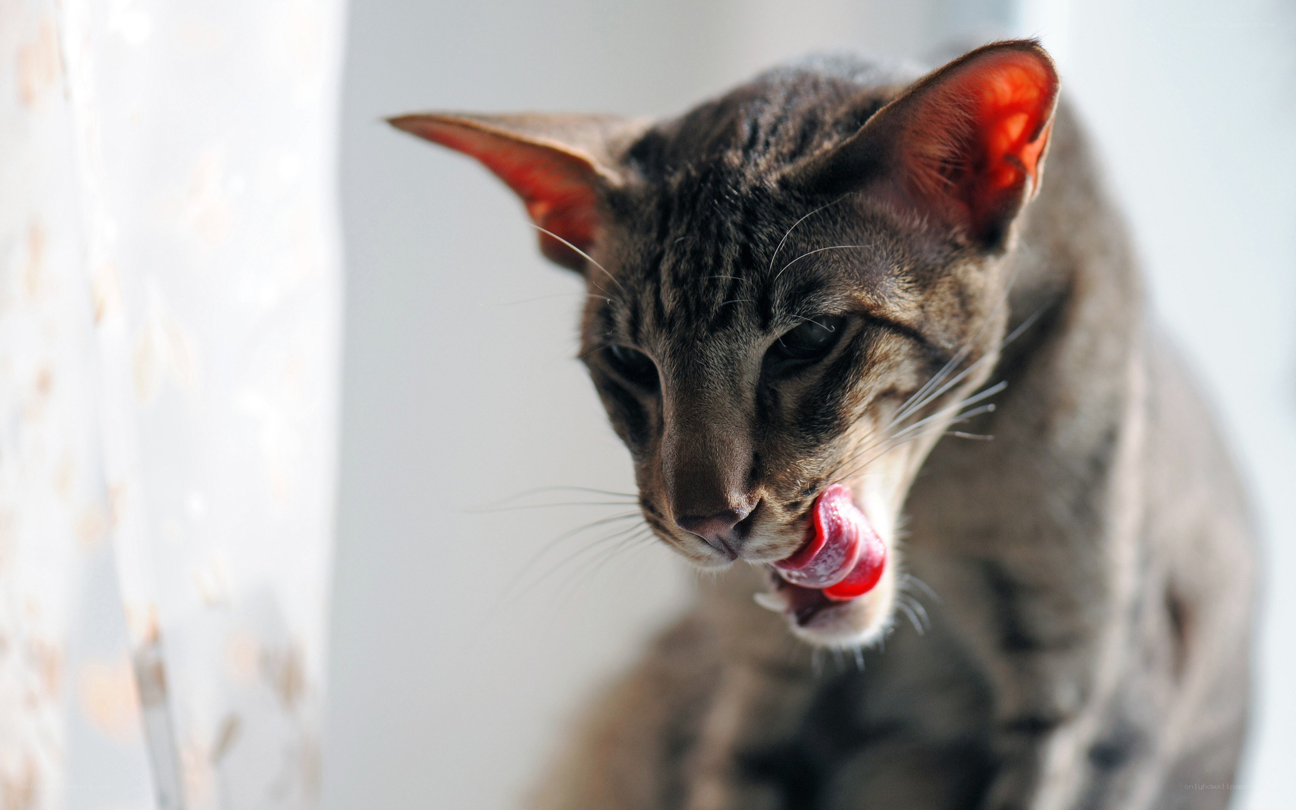 cat licking its lips