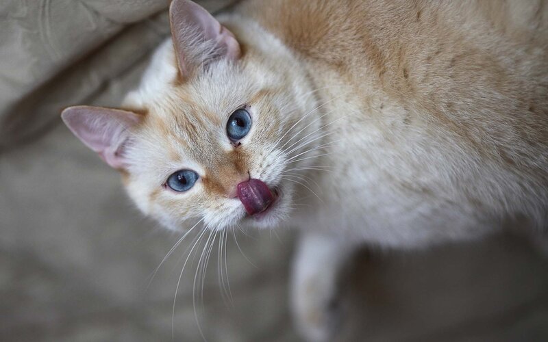 cat licking its nose