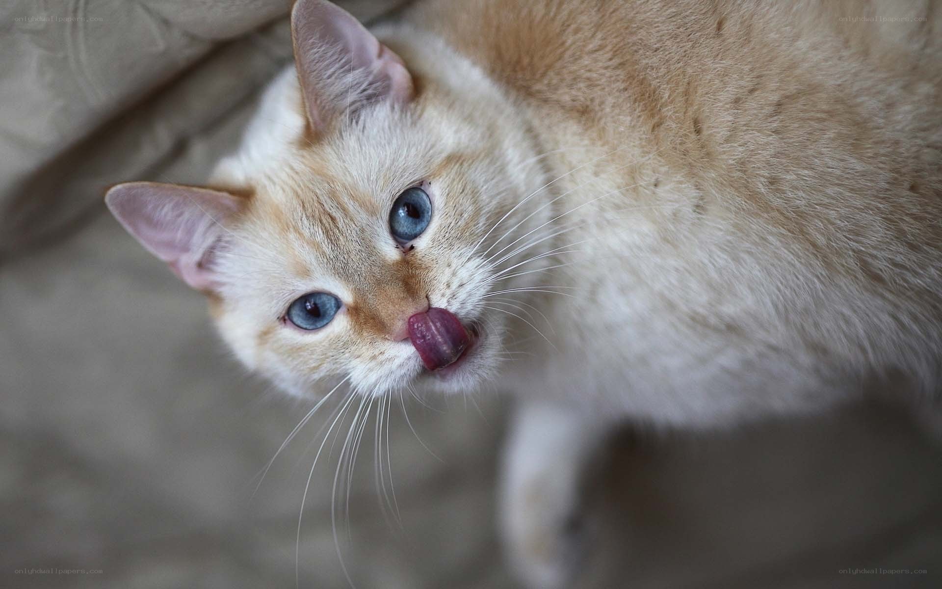 cat licking its nose