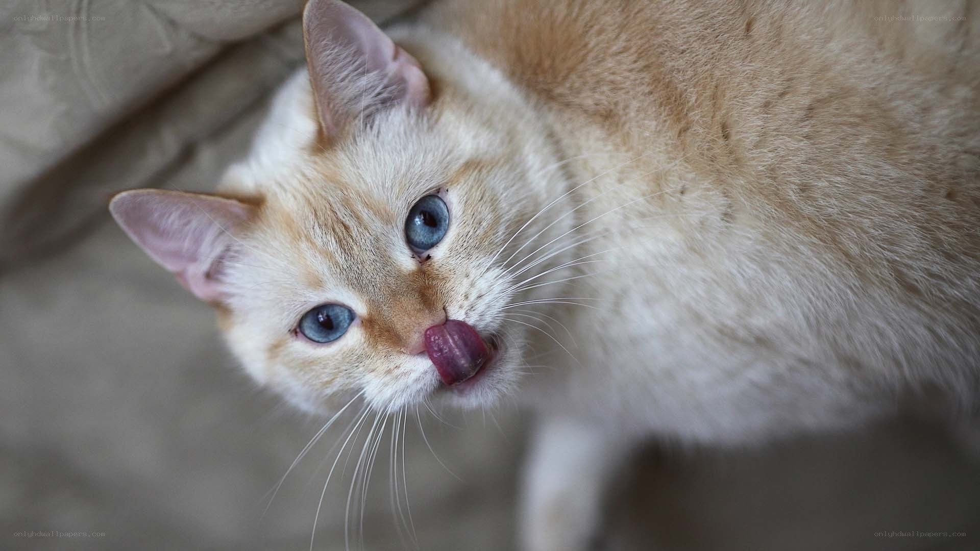 cat licking its nose