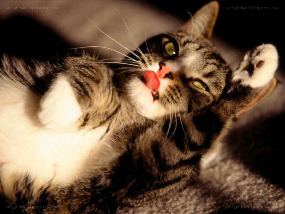 cat licking its nose