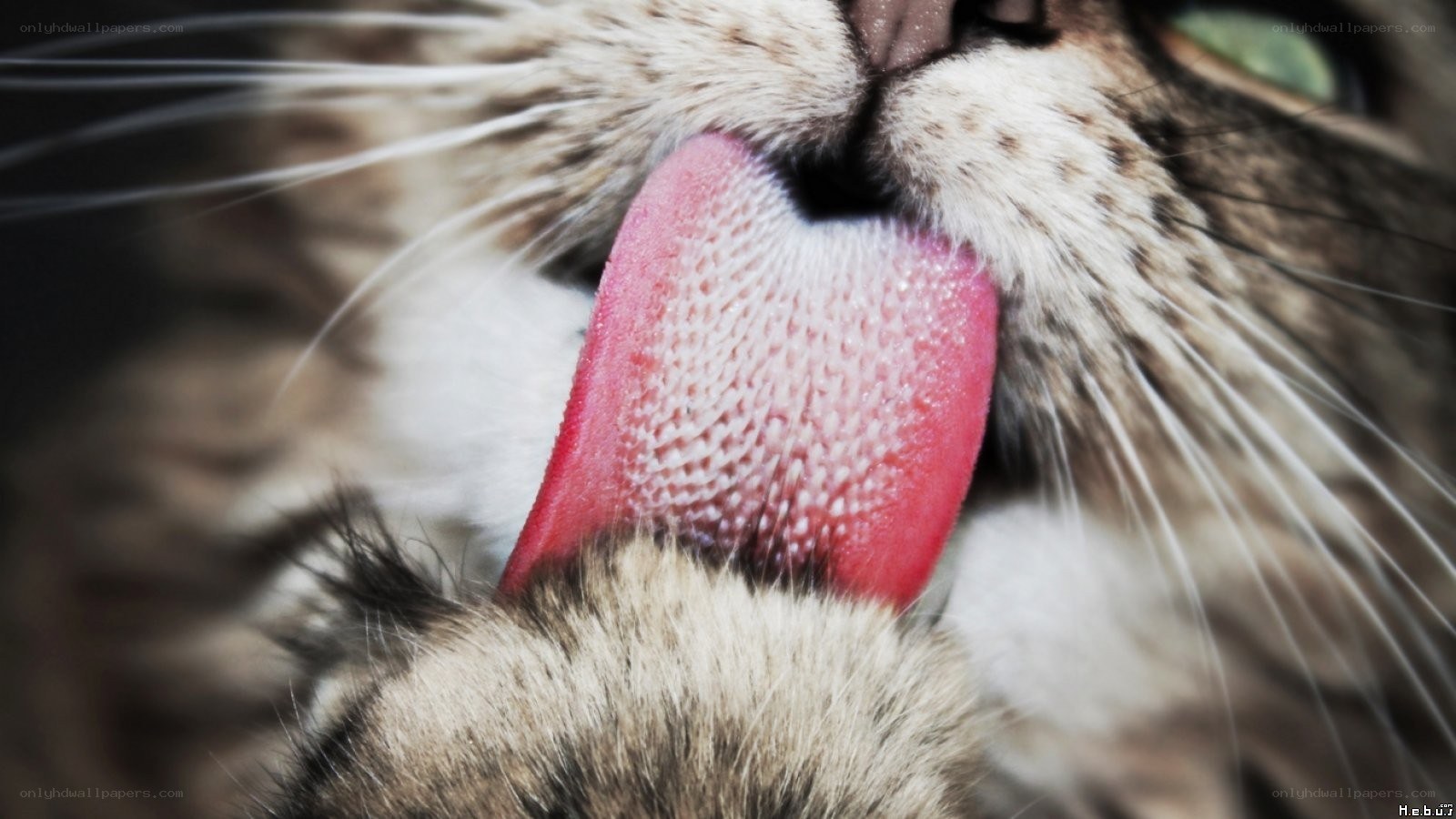 cat licking its nose