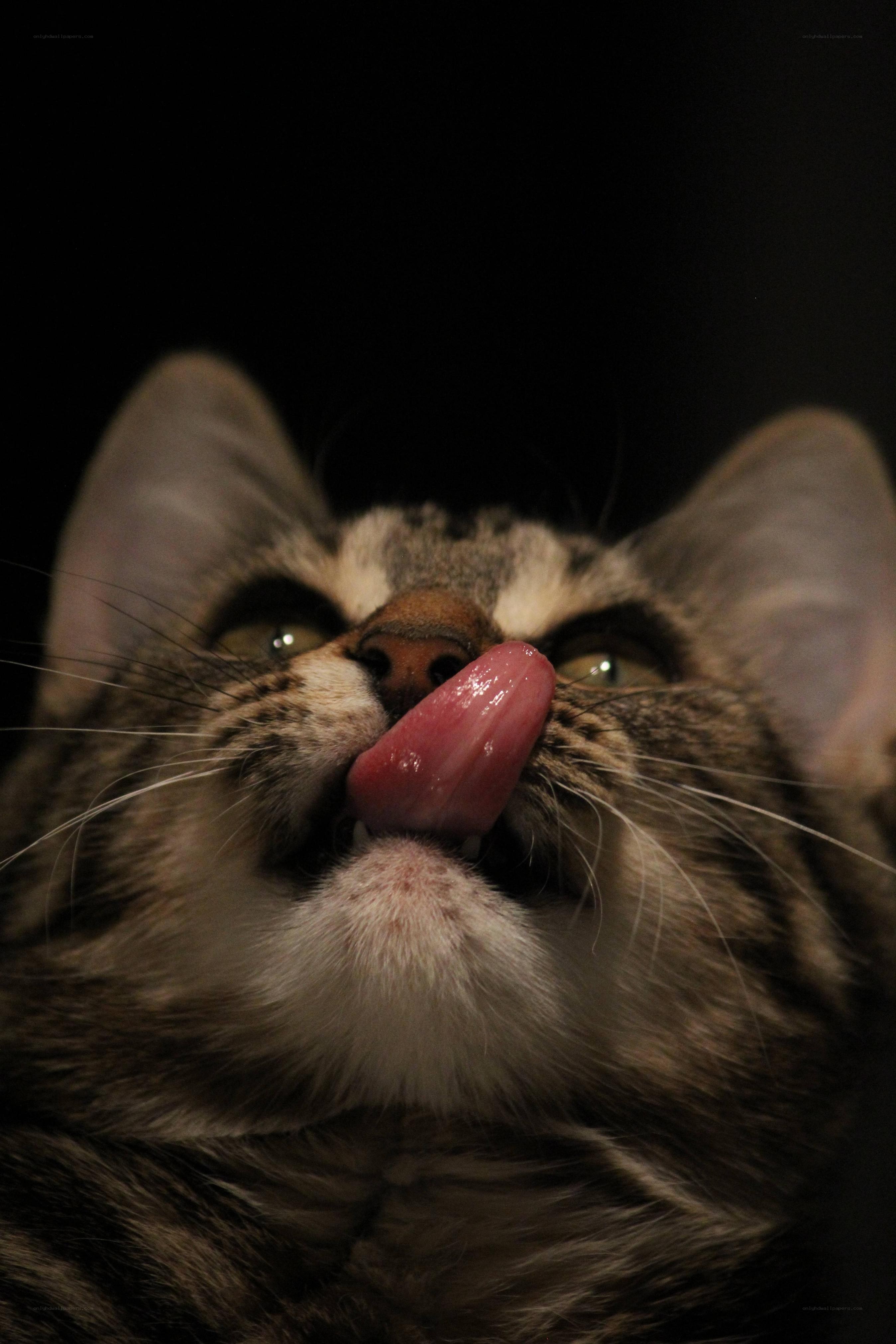 cat licking its nose