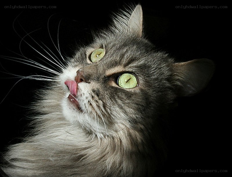 cat licking its nose