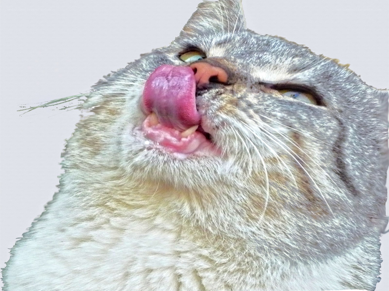 cat licking its nose