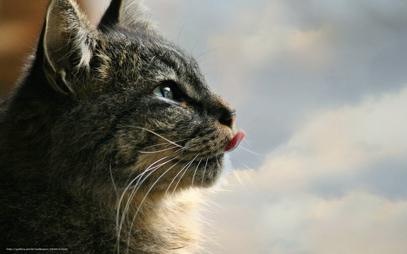 cat licking its nose