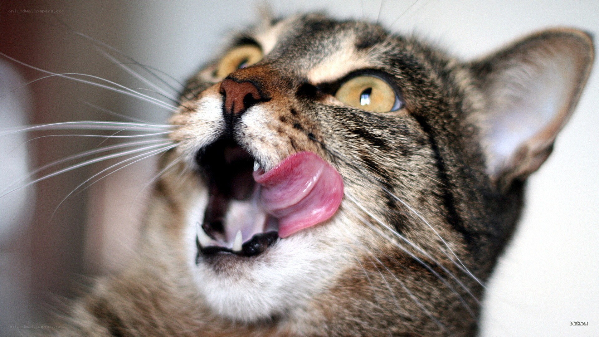 cat licking its nose