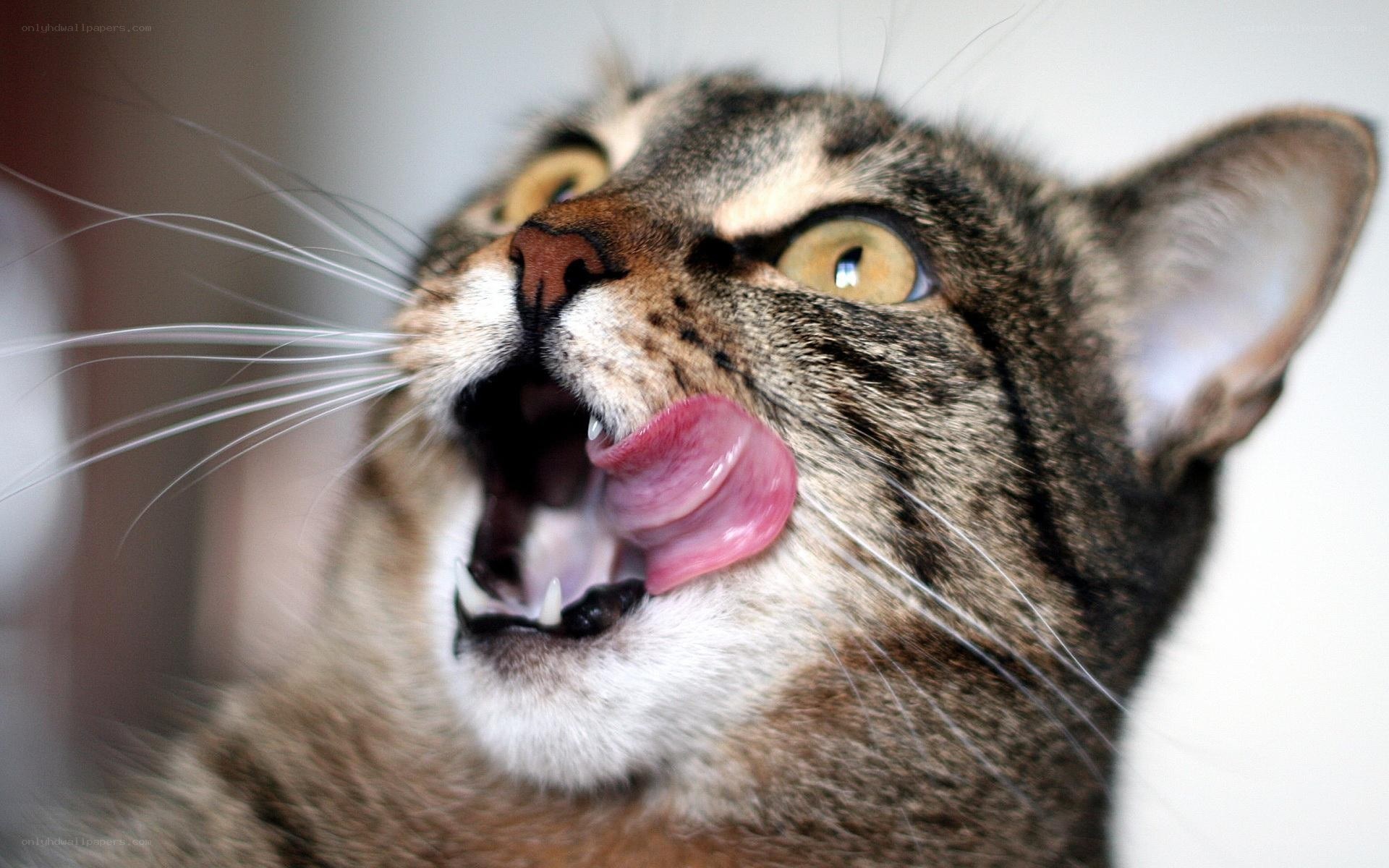 cat licking its nose