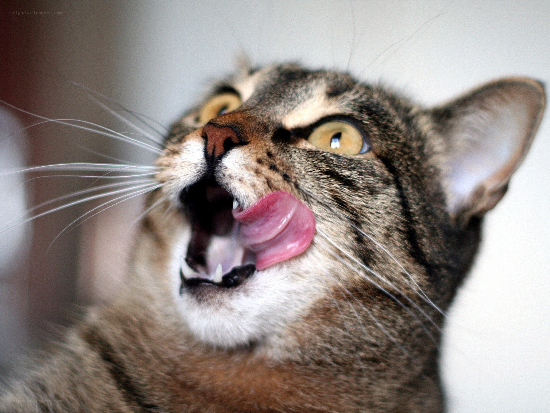 cat licking its nose