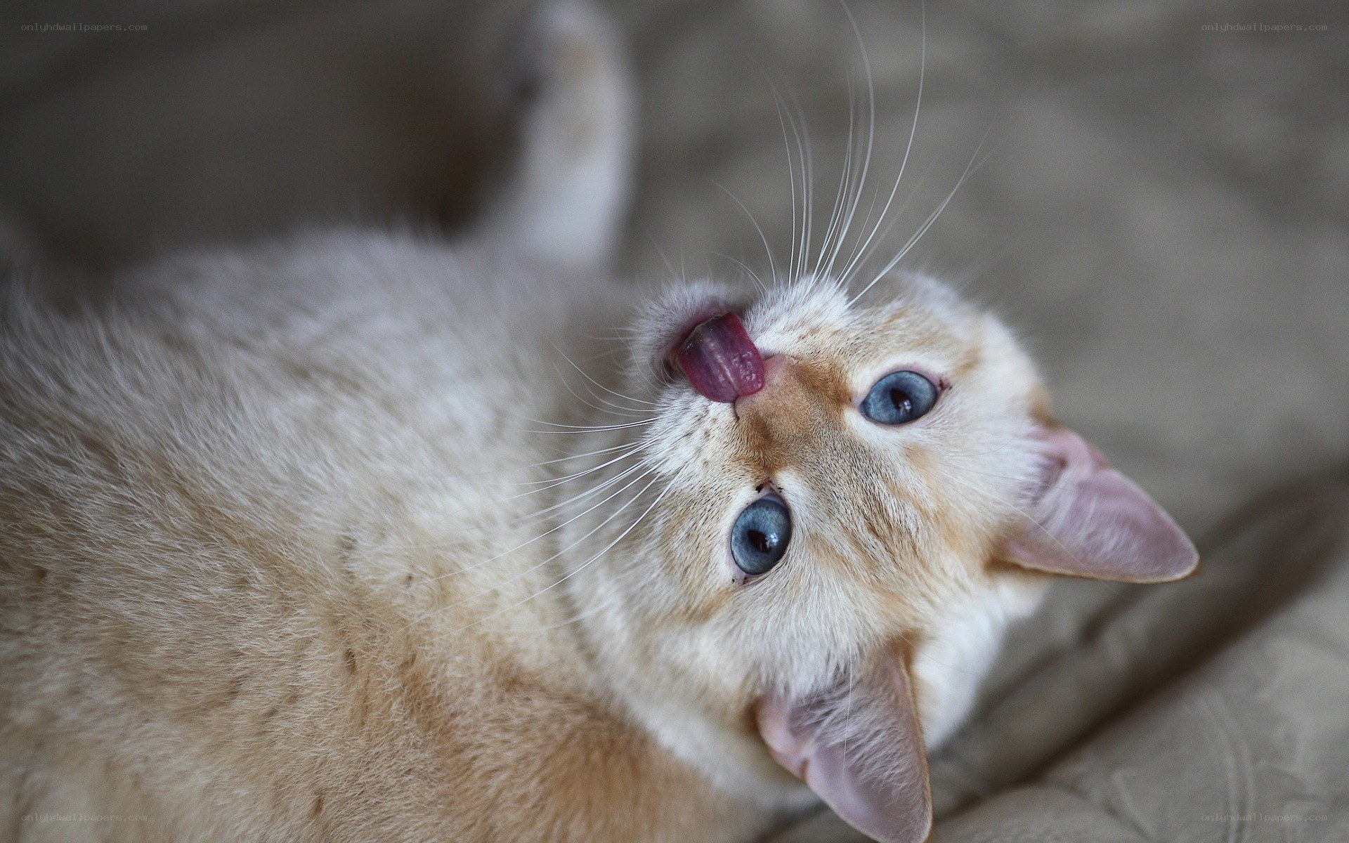 cat licking its nose