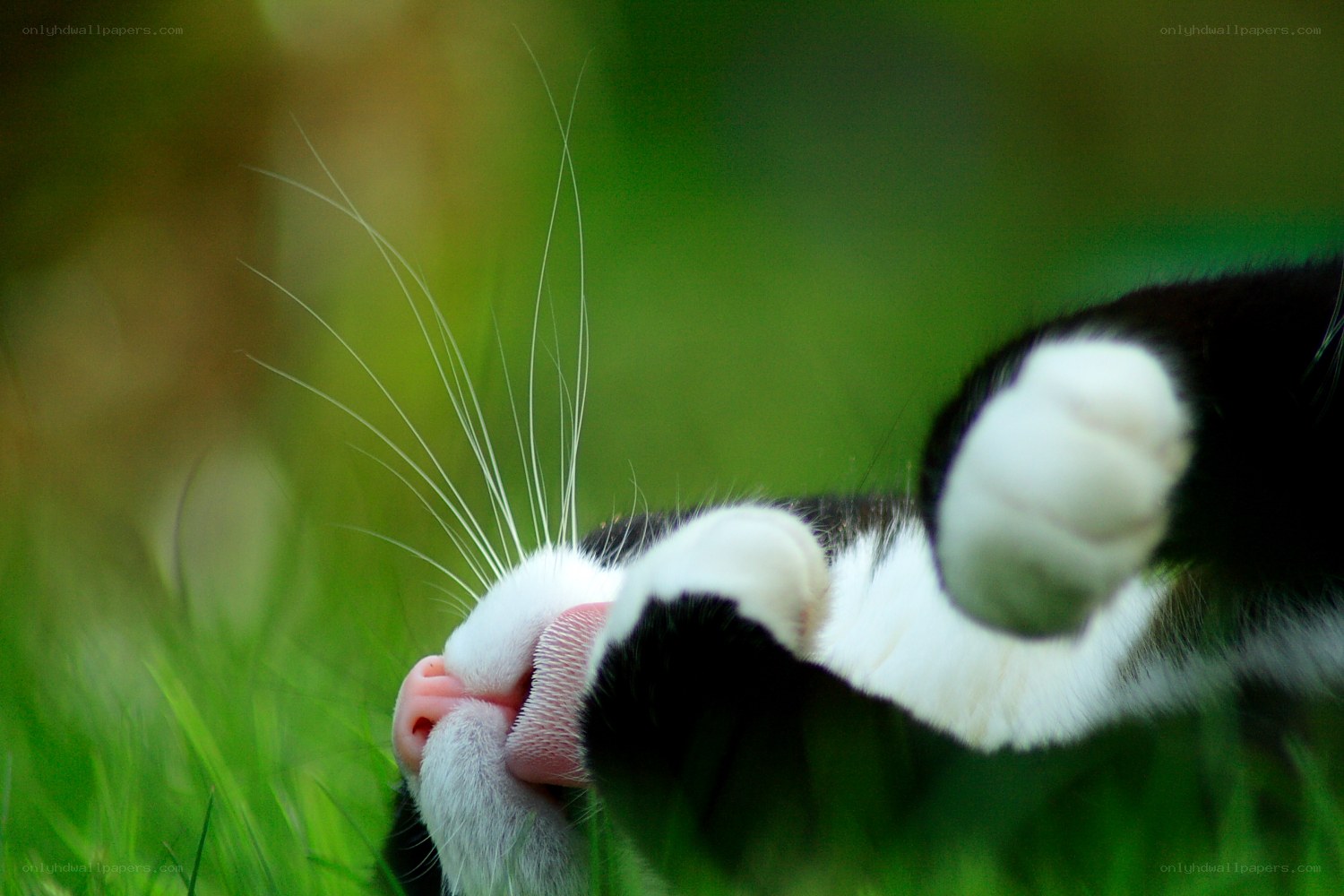 cat licking its paw