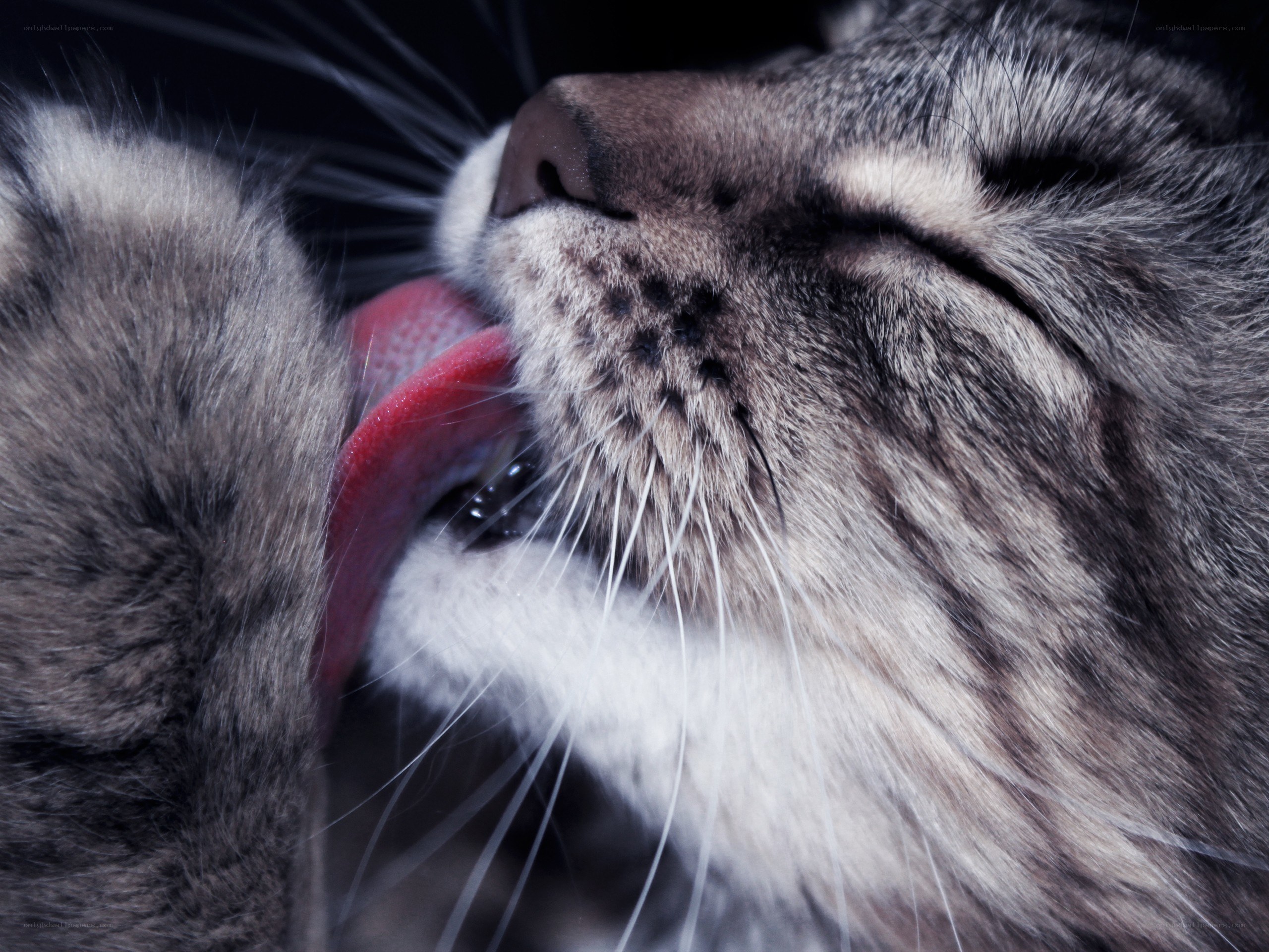 cat licking its paw