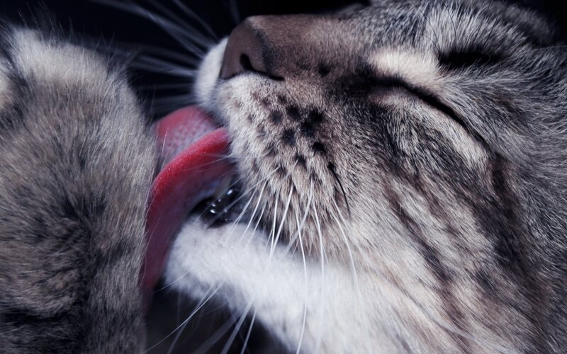 cat licking its paw