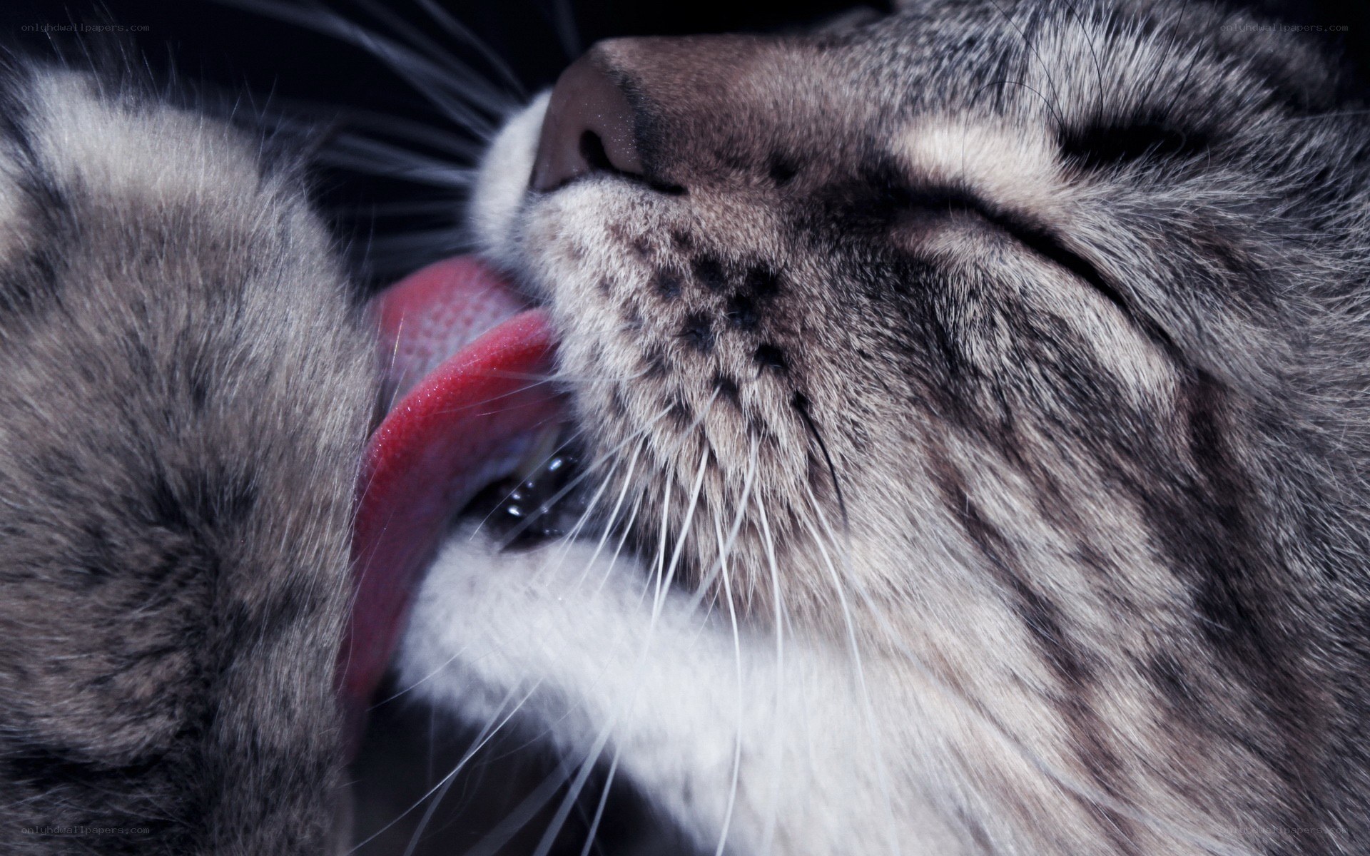 cat licking its paw