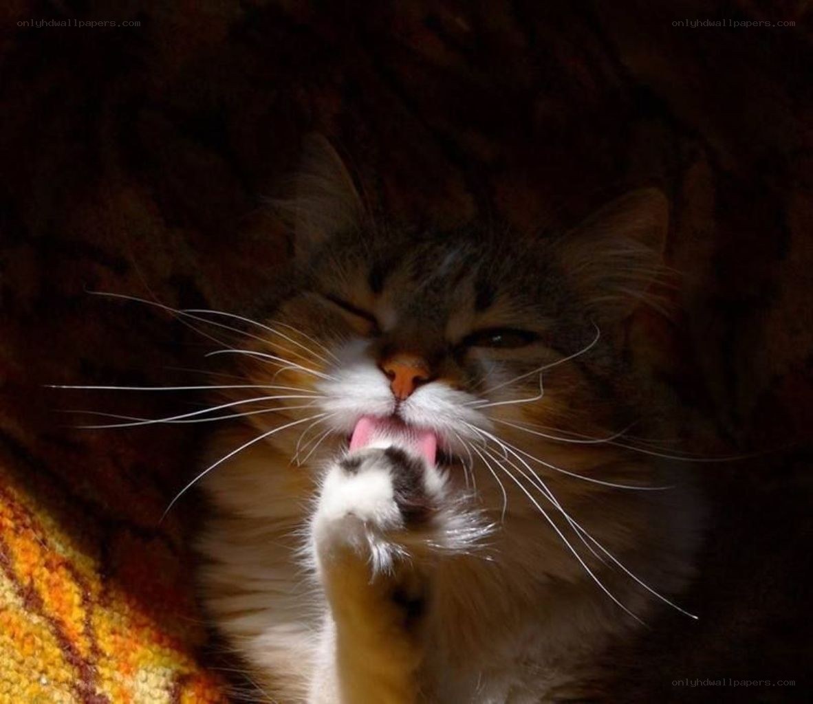 cat licking its paw