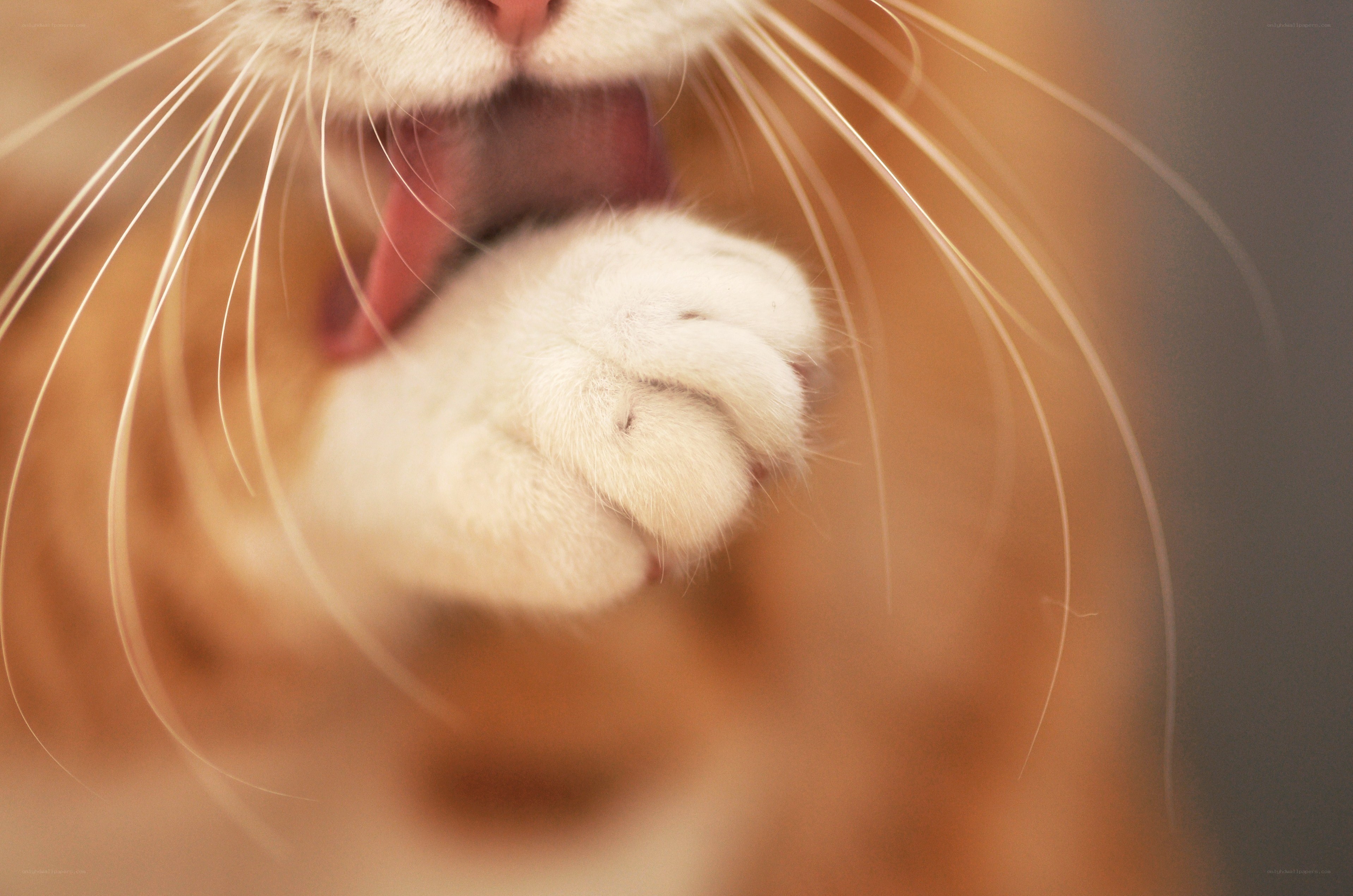 cat licking its paw