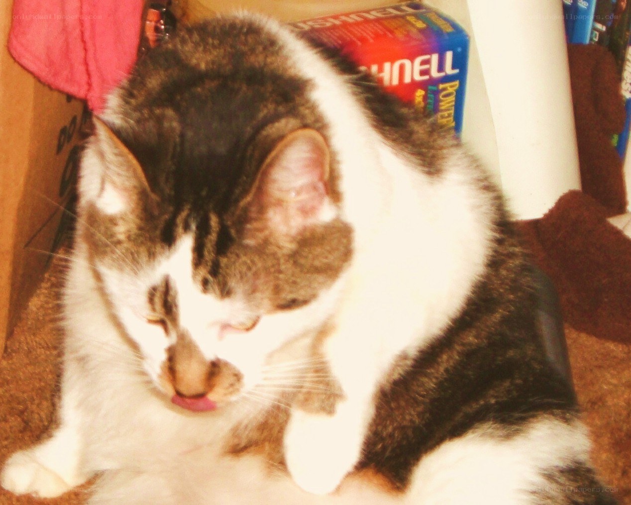 cat licking its paw
