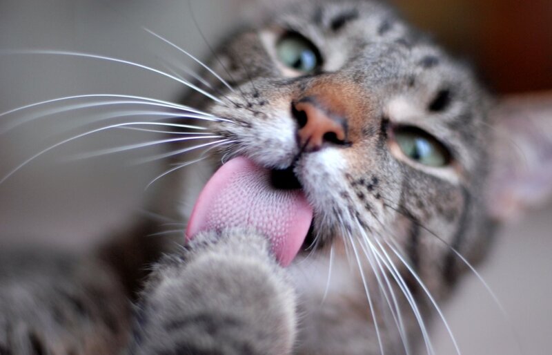 cat licking its paw